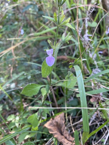 Hypoestes triflora image