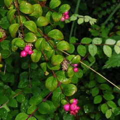 Symphoricarpos × chenaultii