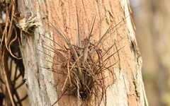 Tillandsia variabilis