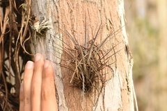 Tillandsia variabilis