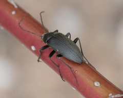 Capnochroa fuliginosa