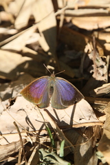 Arhopala japonica