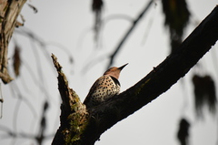 Colaptes auratus image