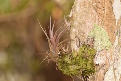 Tillandsia variabilis