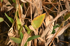 Thalia geniculata image