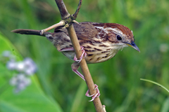 Pellorneum ruficeps