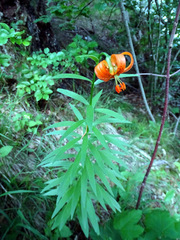 Lilium carniolicum