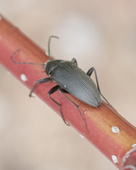 Capnochroa fuliginosa