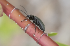 Capnochroa fuliginosa