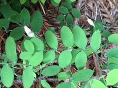 Lathyrus torreyi