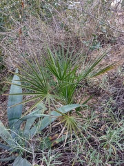Chamaerops humilis