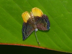 Catocyclotis aemulius