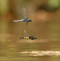 Orthetrum melania melania