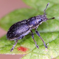 Sitona suturalis