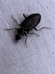 Platynus cincticollis