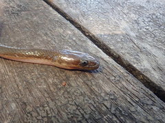 Lycodonomorphus bicolor