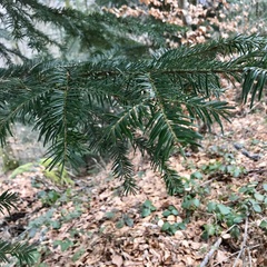Abies alba