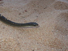 Natriciteres olivacea