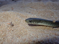 Natriciteres olivacea