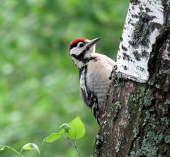Dendrocopos major