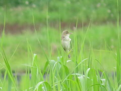 Acrocephalus orientalis