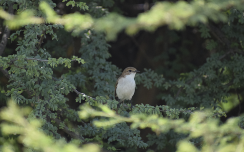 Marico Flycatcher
