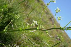 Alepidea amatymbica