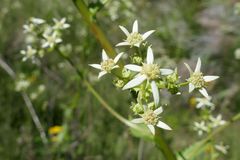 Alepidea amatymbica