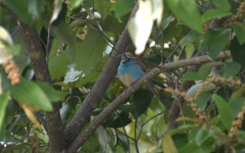 Angolan Blue Waxbill
