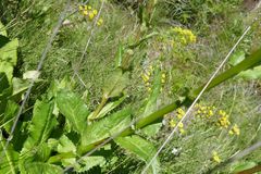 Alepidea amatymbica