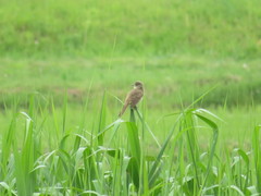Acrocephalus orientalis