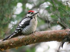 Dendrocopos major