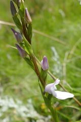 Brownleea recurvata