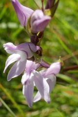 Brownleea recurvata