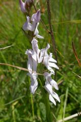 Brownleea recurvata