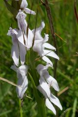 Brownleea recurvata