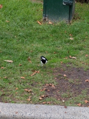 Grallina cyanoleuca