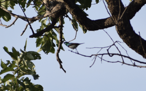 White-bellied Sunbird