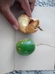 Passiflora serratifolia