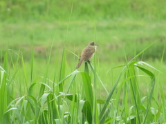 Acrocephalus orientalis