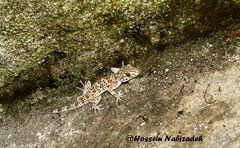 Tenuidactylus caspius caspius