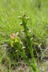 Habenaria laevigata