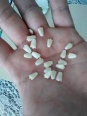 Passiflora serratifolia