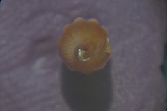 Bela