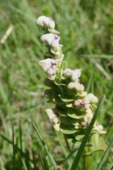 Disperis cardiophora