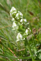 Disperis cardiophora