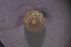 Bela