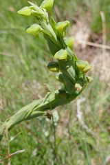 Habenaria laevigata