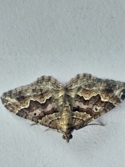 Mimoclystia explanata