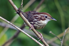 Pellorneum ruficeps